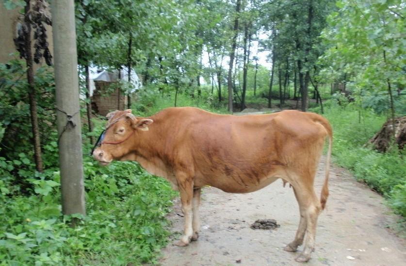 丽江最新求一个套医保卡的黄牛是真的吗方法分析(最方便真实的丽江求一个套医保卡的黄牛是真的吗还是假的方法)